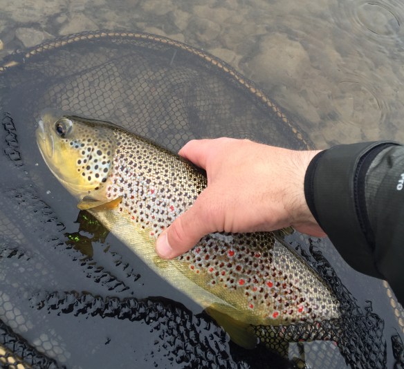 prikkefant_tisleia_jun2016