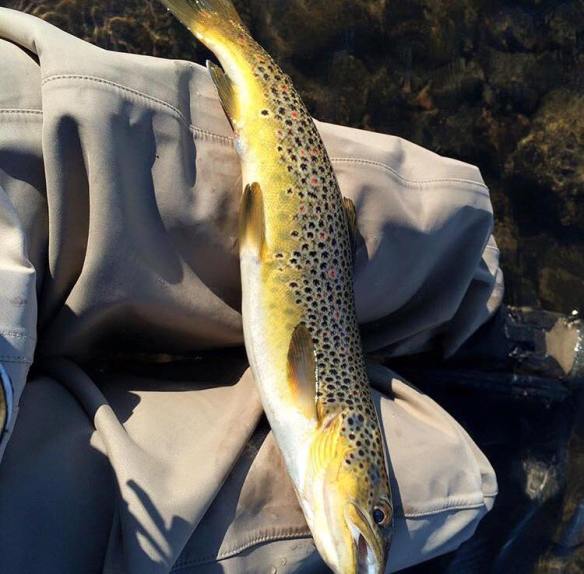 tisleia_fisk_3juni_lauritzen68