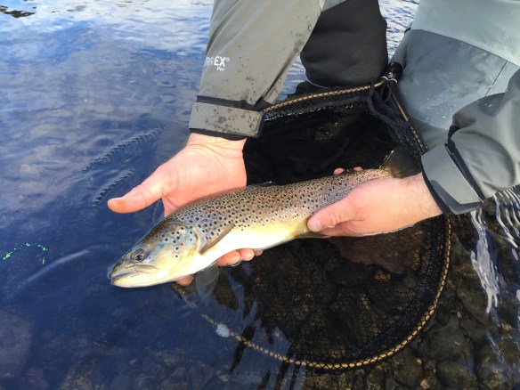 ørret_tisleia_18jul