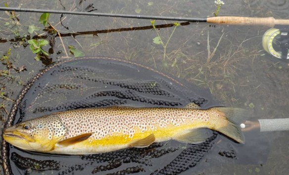 tobben_fisk_1_1_jun2018