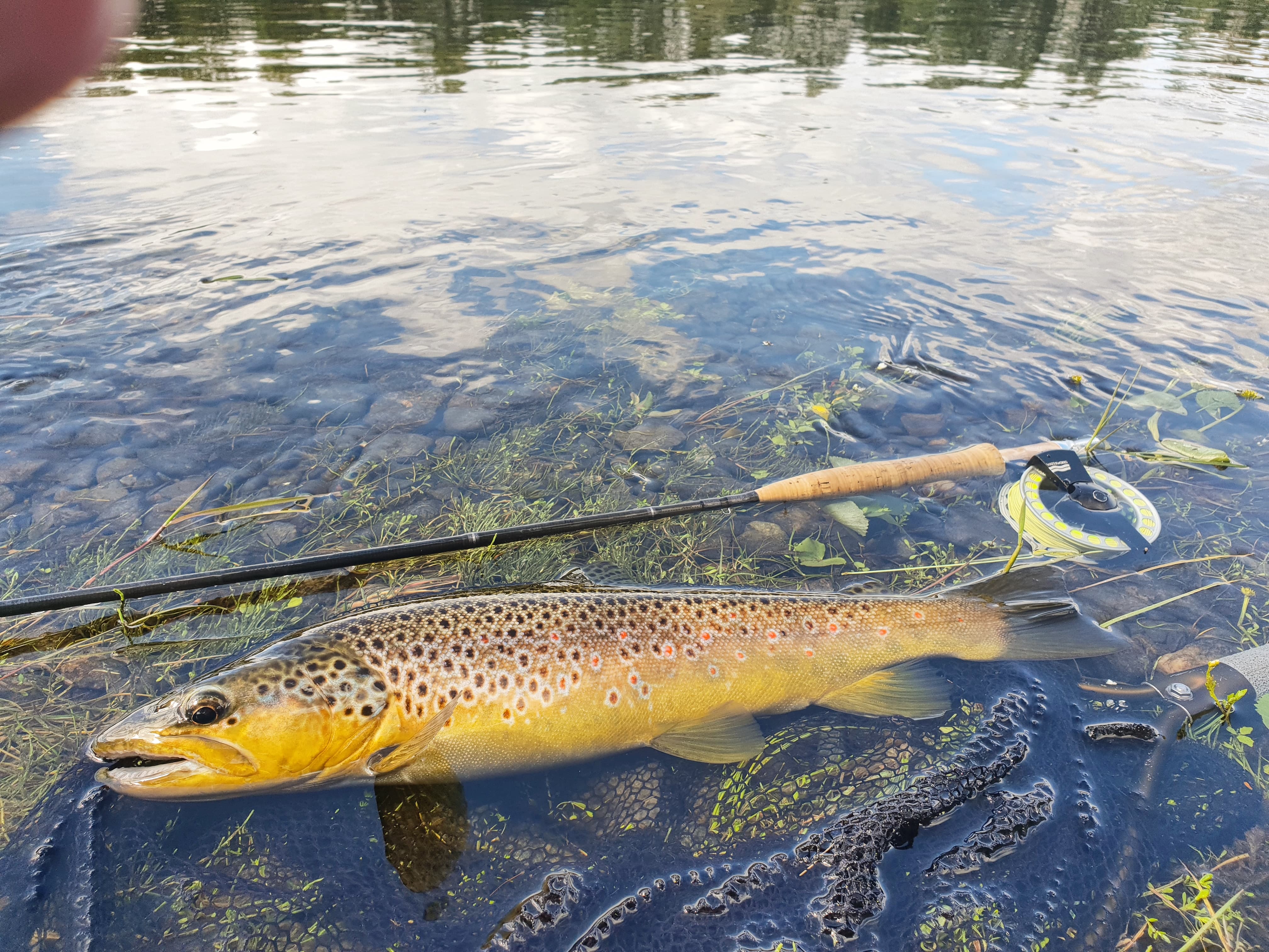 tobben_fisk_1_jun2018