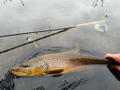 tobben_fisk_2_jun2018