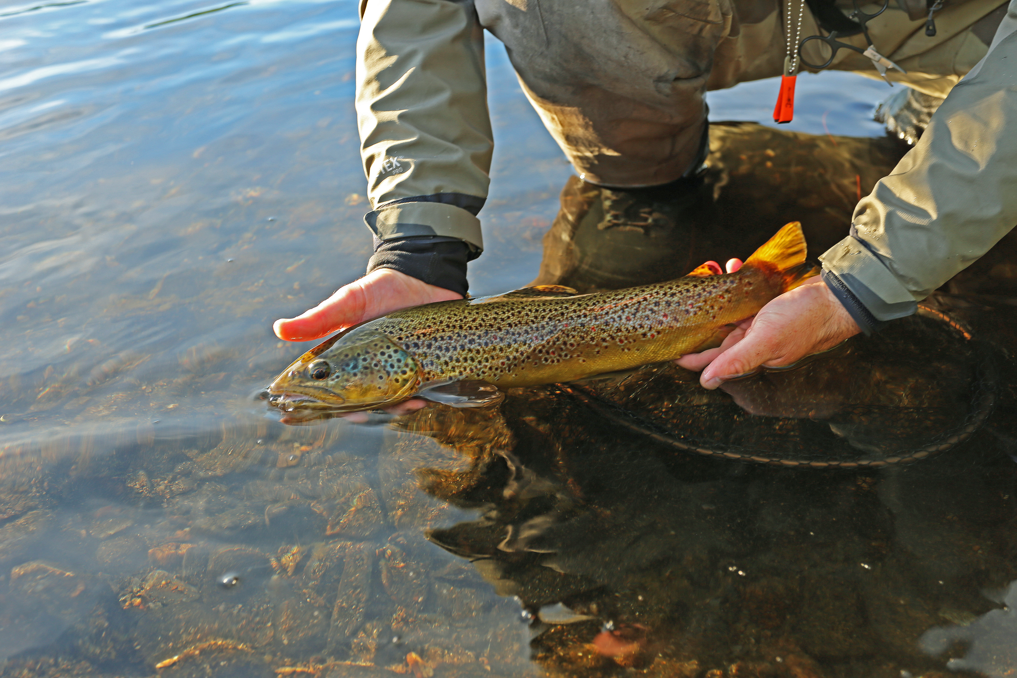 tisleia_fisk2_juni2018