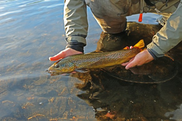 tisleia_fisk2_juni2018