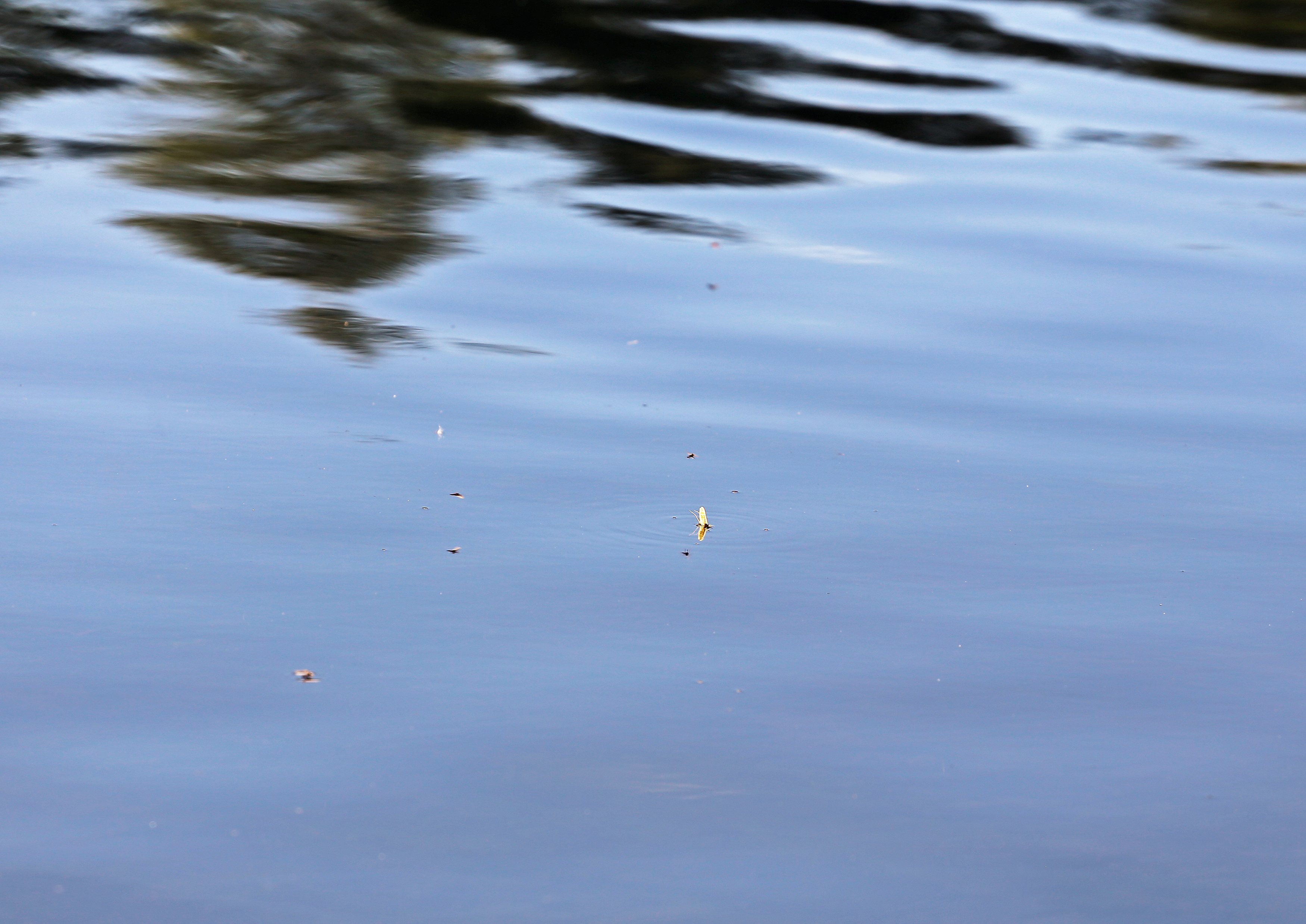 tisleia_flue_juni2018