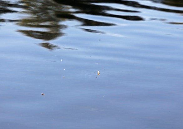 tisleia_flue_juni2018